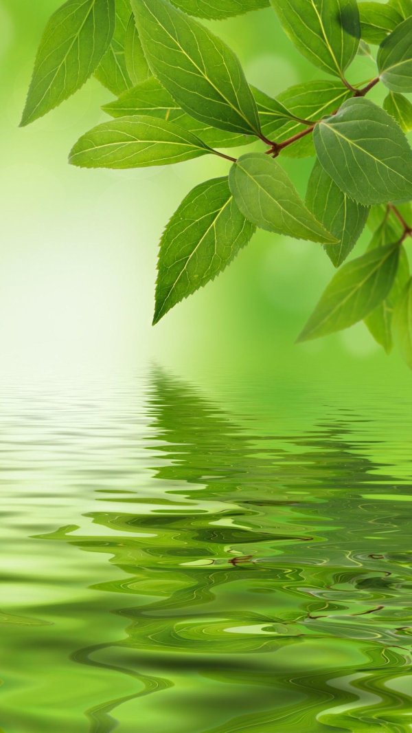 зеленые листья