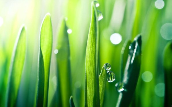 зеленый цвет в природе