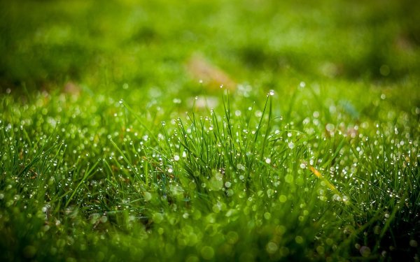 трава после дождя