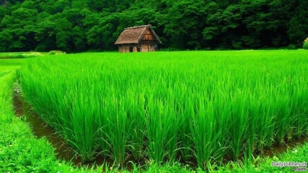 green field
