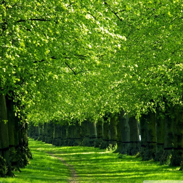 липовая аллея ропшинский парк