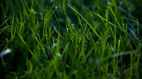 трава в росе