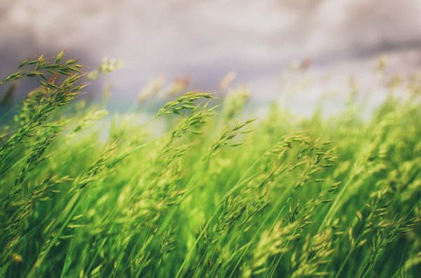 природа фон