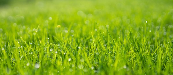 сочная трава