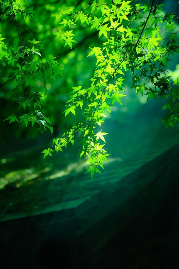 природа зелень