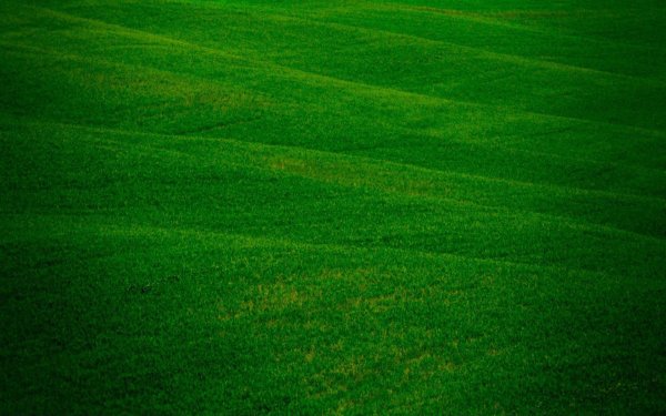 зеленый ландшафт