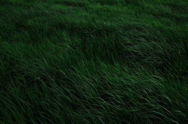 темная трава