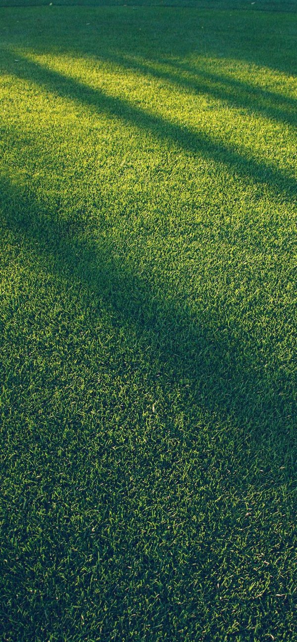 нетравяной газон