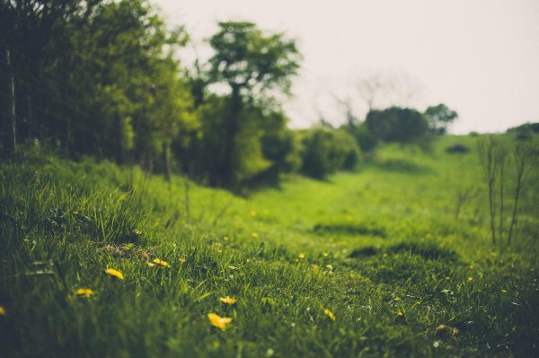 поляна одуванчиков