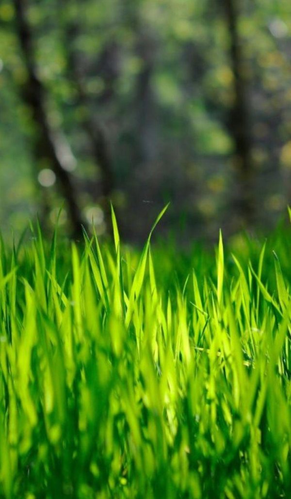 сочная трава