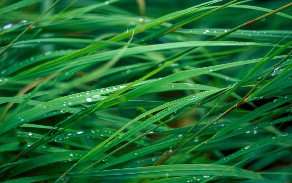 роса на траве