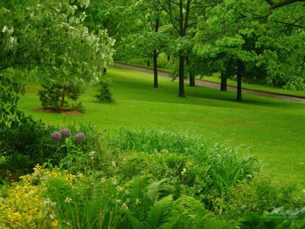 garden landscape design