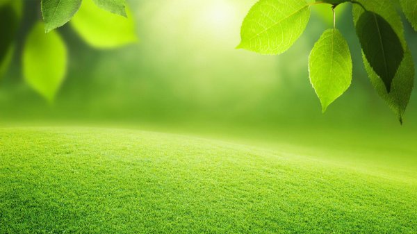 красивые зеленые фоны