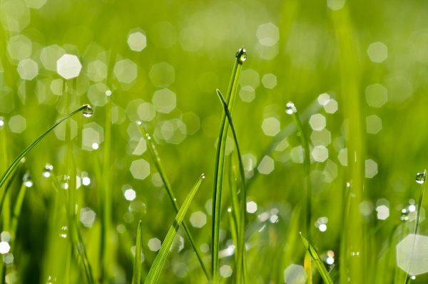 фон с зеленью