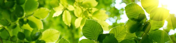 листва дерева