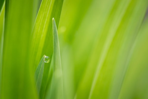 роса на траве