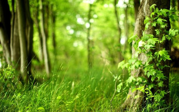 красивый лес