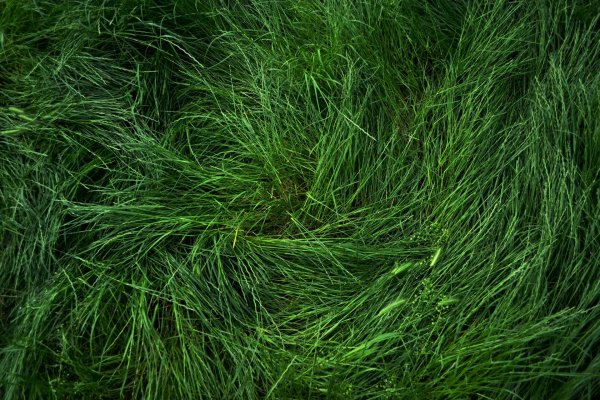 текстура травы вид сверху