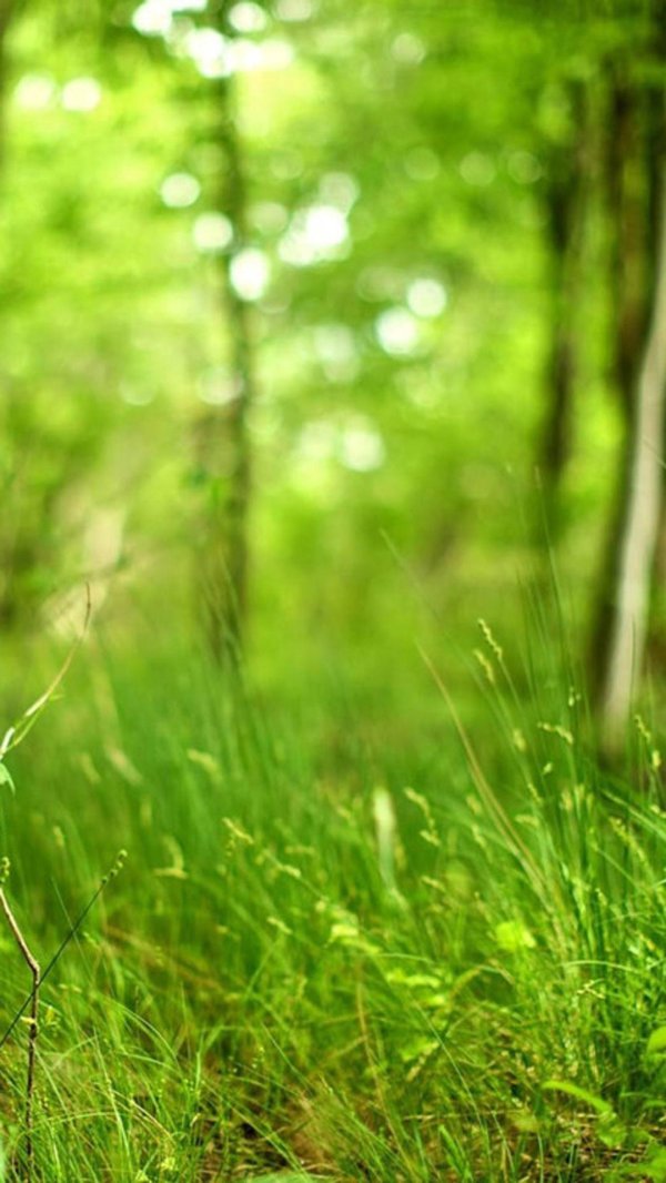 красивый лес