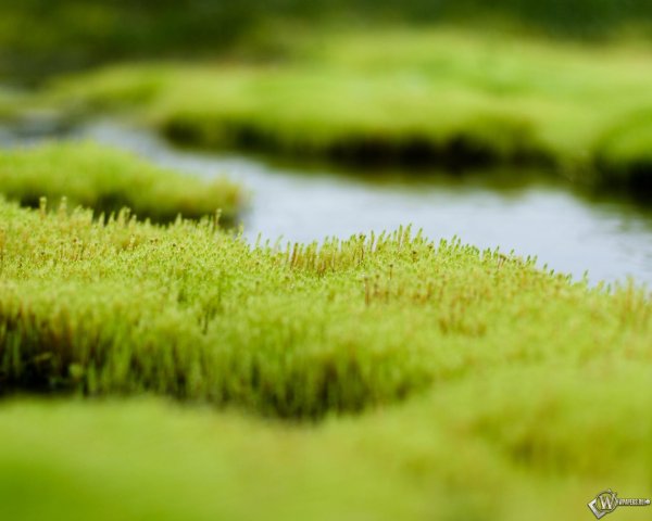 мох болмос грин