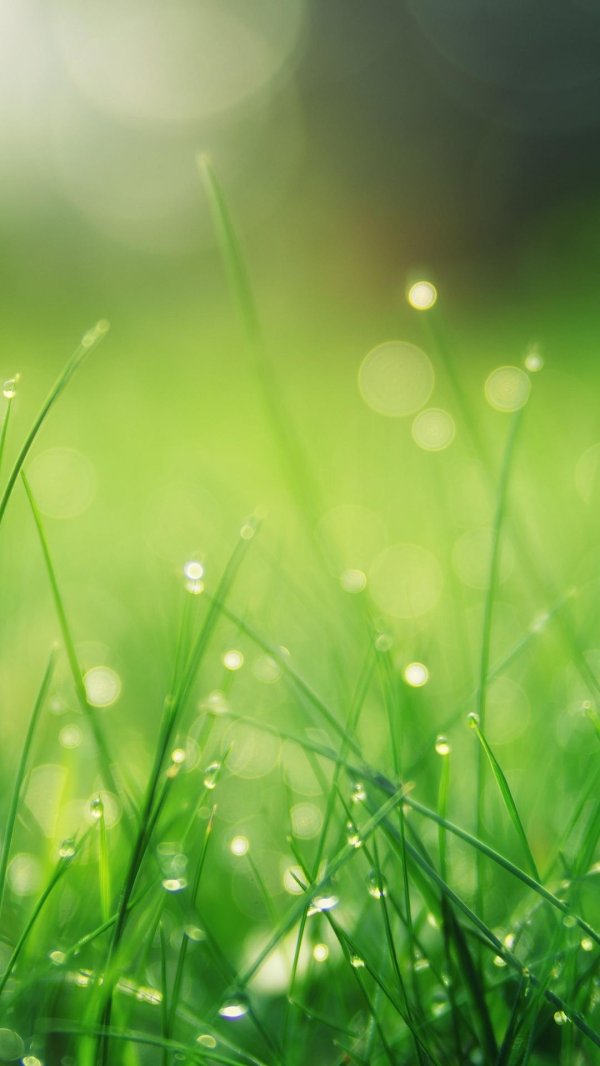 красивые зеленые фоны