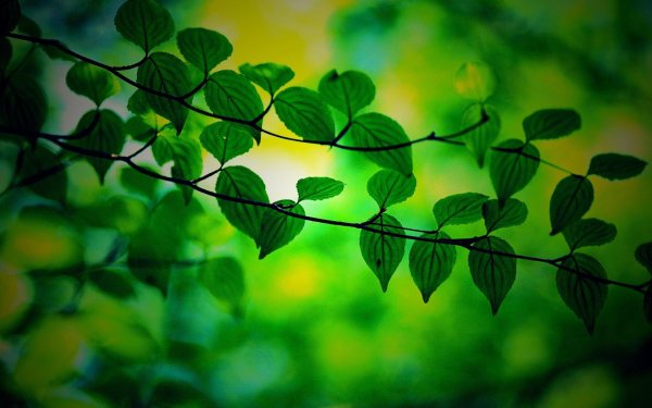 листья ветка