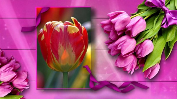 шикарные тюльпаны