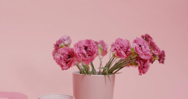 розовая гвоздика