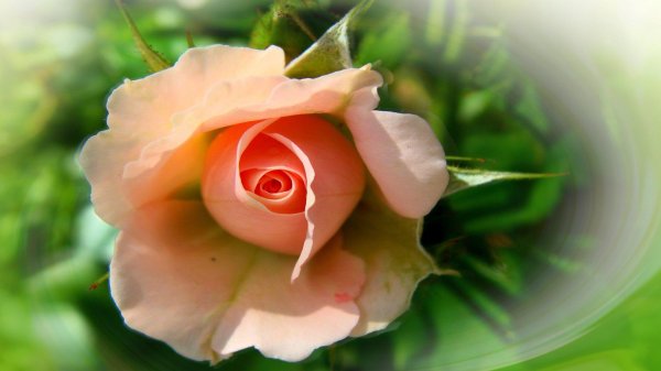 цветок красивый