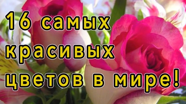 самые красивые цветы