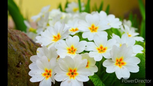 примула обыкновенная