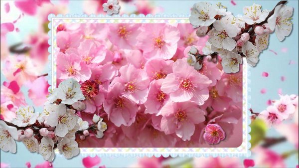 цветение сакуры