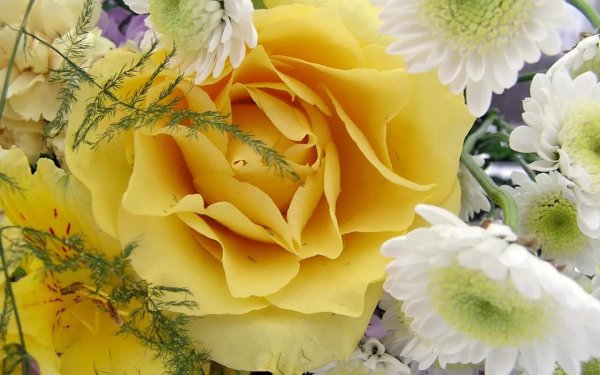 жёлтые розы