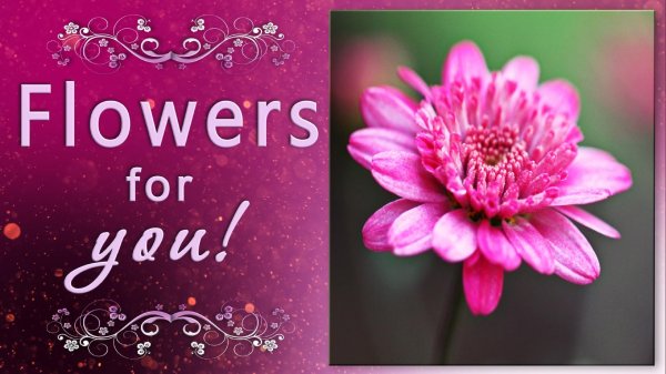 chrysanthemum flower