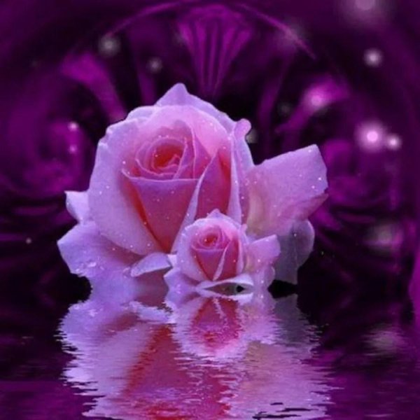 розы блестящие