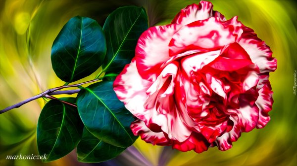 камелия японская