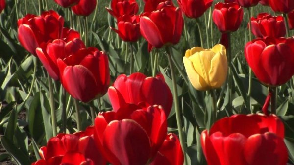 тюльпан красный