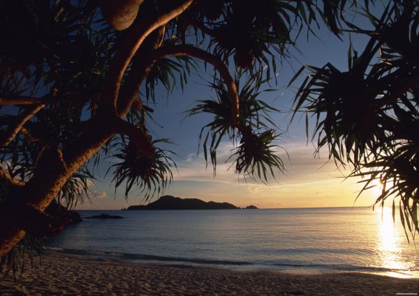 побережье с пальмами