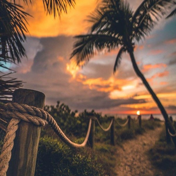 закат пальмы