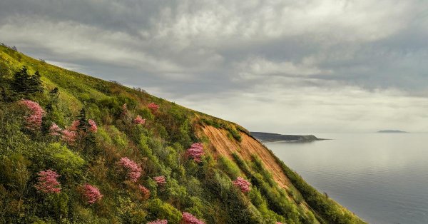 багульник приморье