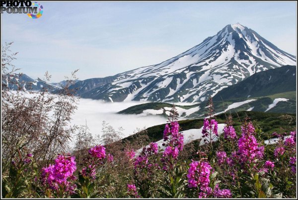 альпийские луга камчатки