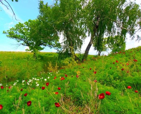 пион тонколистный поле