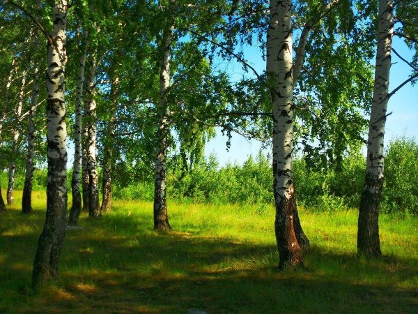 береза летом