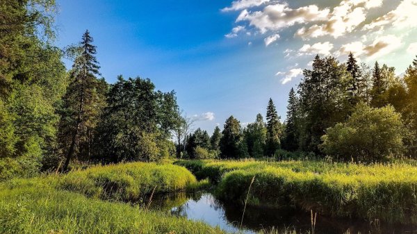 диковский лес вологодский район