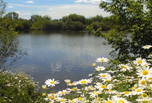 ромашки у озера