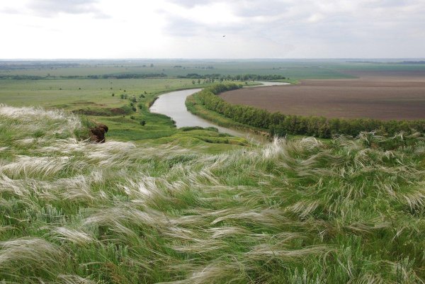 ковыль донской край