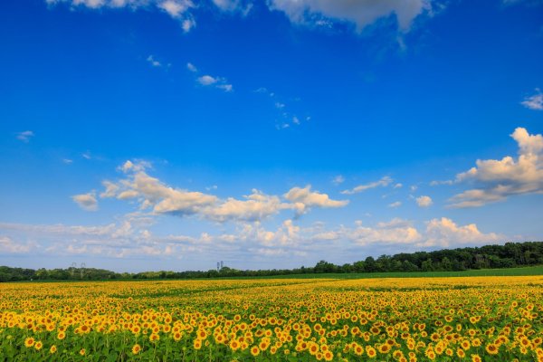 поля подсолнухов белгородская область