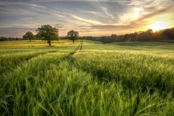 переславль залесский поле пшеницы