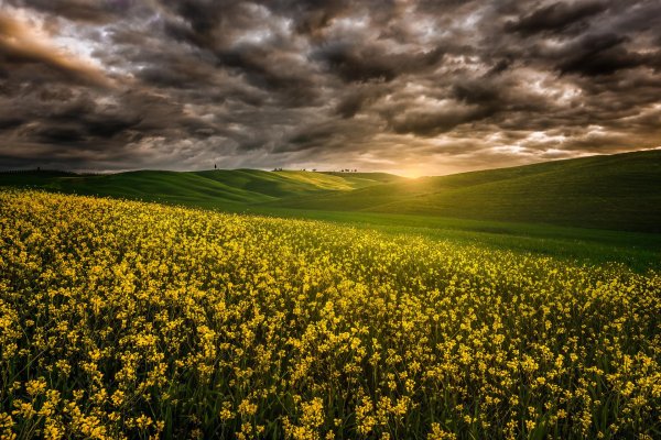 рапсовое поле