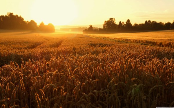 хлебные поля краснодарского края